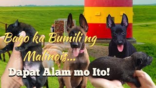 Belgian Malinois Puppy  Paano Pumili [upl. by Dun]