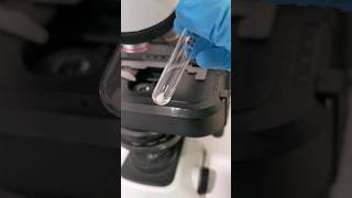 identify the urine sediment urinalysis urinesediment urinecrystals microscope mls cls urine [upl. by Hugon266]