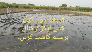 berseem ki kasht  tips for barseem cultivation [upl. by Llyrad]