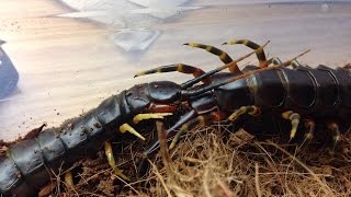 Scolopendra galapagoensis mating [upl. by Mendel]