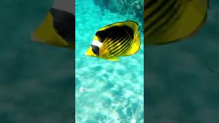 Beautiful Saltwater Fish Raccoon Butterflyfish For Your Aquariumshorts aquariumfish trending [upl. by Keifer]