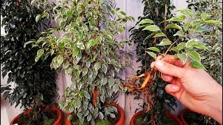 How to grow Ficus Benjamina from cutting branch very easy [upl. by Nelaf]