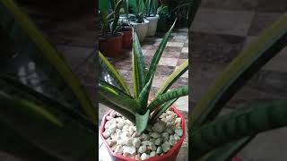 Sansevieria Parva Variegated [upl. by Yard]