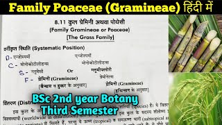 Family Poaceae in hindi  BSc 2nd year Botany third Semester [upl. by Eulaliah]