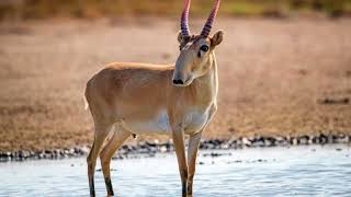 Saiga Tatarica Todo Saber sobre el Antílope de las Estepas [upl. by Oiliruam]