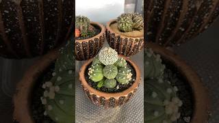 Happy Friday Clump Plants cactiandsucculents gymno astro friday [upl. by Amal855]