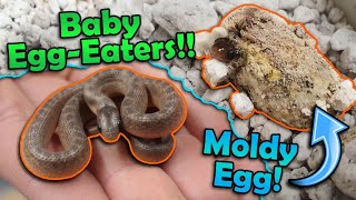 Baby EggEating Snakes Hatching [upl. by Schwartz]