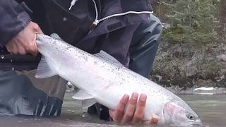 Spring Steelhead on the fly Terrace BC [upl. by Joktan58]