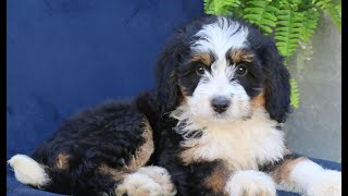 Mini Bernedoodle Puppies for Sale [upl. by Duggan739]