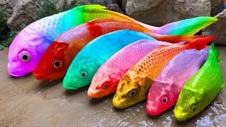 Satisfying Rainbow ASMR Koi Fish Hunt Eels From Underground Crabs Frog Turtle Stop Motion Cooking [upl. by Gerrald]