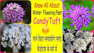 How to Grow and Care Winter Flowering Plant Candytuftजाने कैंडीटफ के बारे में Iberis  Hindi V195 [upl. by Schaeffer]