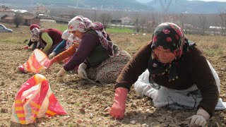 Sarımsak Ekimi nasıl dikilir ekilir Taşköprü sarımsağı [upl. by Grishilda]