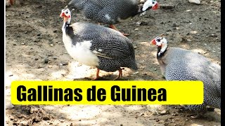 GALLINAS DE GUINEA GALLINETAS GALLINA GRIS [upl. by Chrisoula]