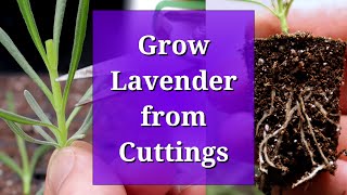 Grow Lavender from Cuttings [upl. by Ahsilahk]