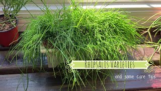 Rhipsalis Varieties amp Care Tips  Come See my Rhipsalis Houseplants  10K Giveaway Winner [upl. by Mcleroy]