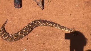 Herders Encounter With The Most venomous snakeMWAROPO PUFF ADDER in Taita Taveta county Mbololo [upl. by Allemap]