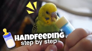 How to hand feed baby lovebirds [upl. by Yereffej]