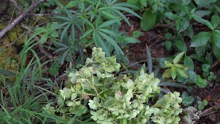 ¿Conoces la planta con la que se hacen las flechas venenosas 🏹 El eléboro 🏹 Helleborus foetidus [upl. by Belicia]