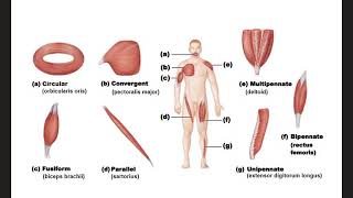 Fascicle Arrangements [upl. by Theone]