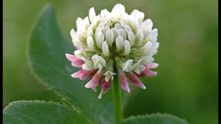 Herbolaria Mágica  Trébol blanco ¡Descubre el poder de las plantas con Vrylak Faemanna [upl. by Dnalel415]