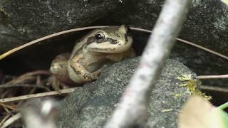 The Chorus Frogs Youth [upl. by Viridissa973]