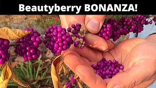 Beautyberry grow and eat a SPECTACULAR berry [upl. by Assille]