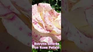 This is not Variety of Rose but is a Botrytis cinerea  Fungal Disease shorts flowers gardening [upl. by Hesper]