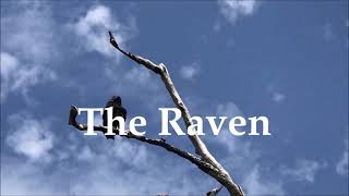 The Raven  Edgar Allan Poe [upl. by Charleton]