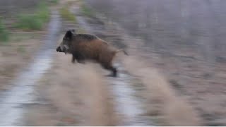 Wild Boar hunting best moments compilation Polowanie najlepsze momenty Drückjagd Wildschweinjagd [upl. by Oigile183]