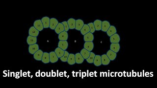 Microtubule structure [upl. by Nylesaj]