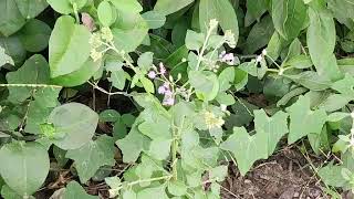 Vernonia cinerea  ash coloured fleaBane   सह देवी [upl. by Williams776]