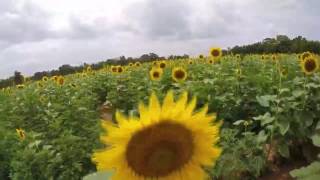 See this beautiful sunflower field in Maryland [upl. by Yadsendew]