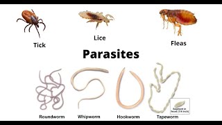 Understanding Parasite Infections Causes Symptoms Treatment and Prevention [upl. by Athelstan]