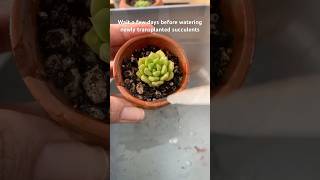 Succulent Care Watering Newly Transplanted 🌱Succulents Echeveria PlantCare [upl. by Pall]