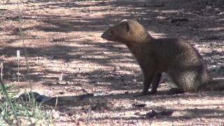 Slender mongoose kills black mamba  FULL VIDEO [upl. by Astra]