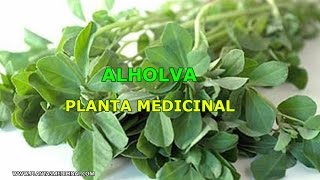 La Alholva  Propiedades y Beneficios  Planta medicinal [upl. by Antonius918]