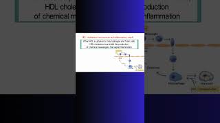 HDL CHOLESTEROL PLAQUE cholesterol atherosclerosis cardiovascular physiology inflammation [upl. by Alberik348]