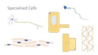 Specialised Cells [upl. by Dollie197]