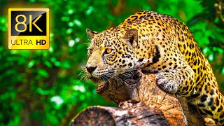 Ultimate Wild Animals Collection in 8K ULTRA HD  8K TV [upl. by Ettennek615]