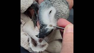 Rhinolith African Grey Parrot Nose Picking [upl. by Fretwell]