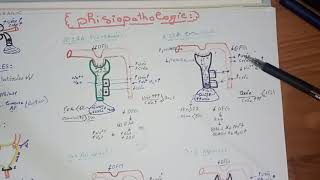 4tout savoir sur linsuffisance rénale aiguë IRAphysiopathologie lIRA intra rénal organique [upl. by Eckblad]