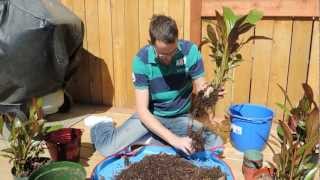 Ensete Banana Propagation Project  Dividing and Transplanting [upl. by Anelle]