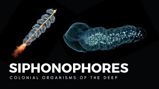 Siphonophores Drifting Colonies of Life [upl. by Aihtnic374]