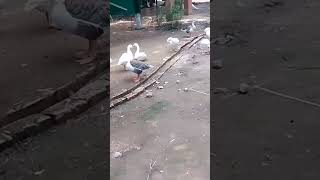 Noise making Geese  close encounter with beautiful birdsbirdsoundsbirdsparadiselikeandsubscribe [upl. by Yenmor209]