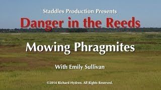 Mowing Phragmites with Emily Sullivan Danger in the Reeds [upl. by Sirama24]