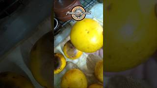 GrATIS POMELOS amp SEMILLAS citrus siembra Raúl Recicla [upl. by Timi135]