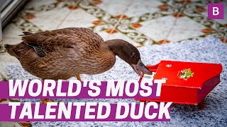 Worlds most talented duck plays the piano while quaking away in bid to get a Guinness World Record [upl. by Amick]