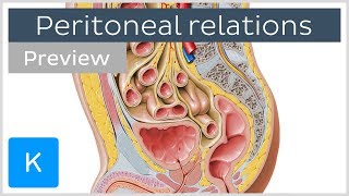 Peritoneal Relations preview  Human Anatomy  Kenhub [upl. by Cordey]