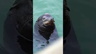 Fascinating Facts about Sea Lions and Seals [upl. by Strander]