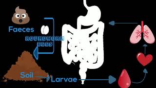 Helminth Life Cycle [upl. by Coral90]
